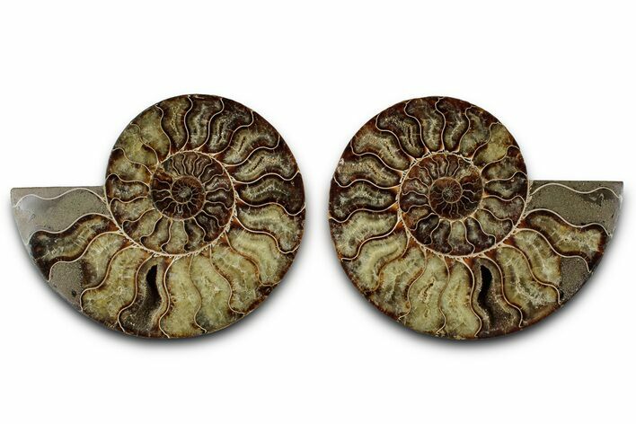 Cut & Polished Crystal-Filled Ammonite Fossil - Madagascar #359543